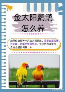 鹦鹉一只好还是一对好_一只安静陪伴，一对热闹有趣，选哪种看你的时间和精力！