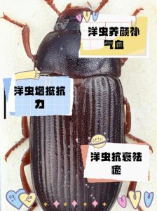 什么虫繁殖最快又好养_黑水虻黄粉虫蝗虫蝇蛆蚯蚓田螺河蚬，低成本高收益的致富养殖项目！