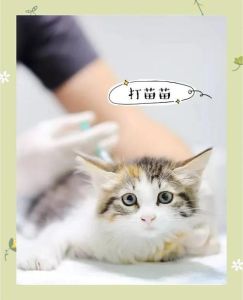 科学驱虫保健康，撸猫更安心幸福