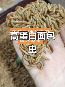 以面包虫为主食的宠物有哪些_宠物补充营养需适量