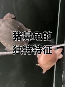 猪鼻龟是两栖动物吗_水温饮食及注意事项