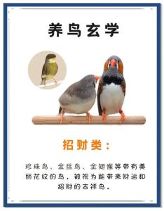 建议新手养的10种鸟_10种好养活的宠物鸟