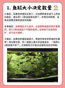家里养几条鱼最旺家新手必看秘籍_数字风水参考，空间足量，性格合群，设备跟上，定期换水