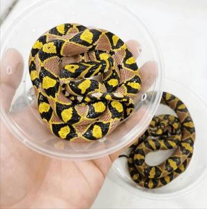 性格最温顺的蛇_温顺玉米蛇奶蛇王蛇，好养又长寿！