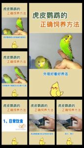 小鹦鹉怎么喂养方法_选对品种勤陪伴，科学喂养保健康