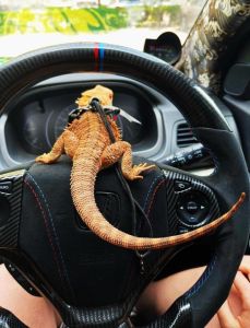 鬃狮蜥晚上用uva_UVB光照与温度管理