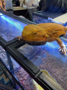 耐低温的爬宠_新手易养睫角守宫，龟类耐低温，冬眠动物需保护