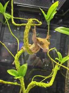 不需要加温的爬宠_新手养龟选耐寒耐热品种，简单容器加晒台