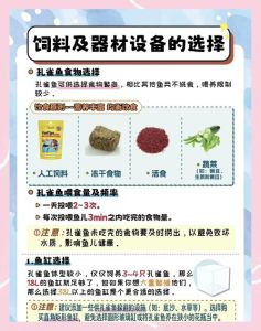 新手养孔雀鱼注意事项_关键步骤与常见问题解析