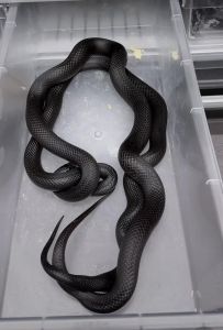 国内合法饲养的大型蛇_明确可养种类与安全要求