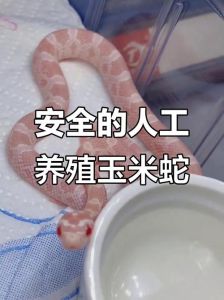 在中国饲养蛇能吃吗_中国人工养蛇肉能吃吗？法律生态都得看！