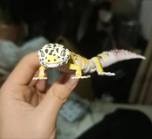 万代守宫图鉴_萬代生物大圖鑑守宮轉蛋，精緻模擬舔眼，多款守宮模型即將推出！