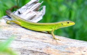 草蜥一般多少元一只_白条草蜥20-80元，预算有限爬宠爱好者的选择