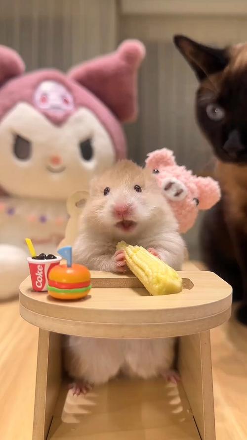 仓鼠开心的表现_读懂仓鼠肢体语言，看它是不是很开心！