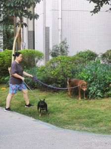 女子遛狗回家，狗子不肯进门，疯狂扒门，女子故意逗弄，狗子更显着急，最终女子开门，狗子飞奔而入