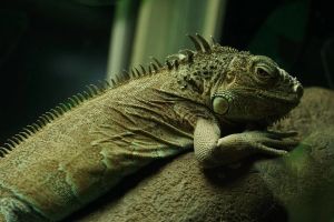 绿鬣蜥最爱吃三种食物_高钙蔬菜为主，水果为辅