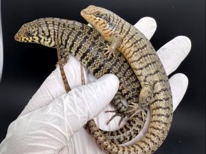 最便宜好养的爬宠_经济实惠又好养！