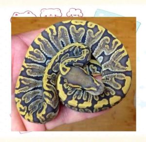 如何申请养球蟒_流程规定与注意事项