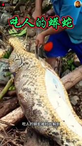 蟒蛇为什么要攻击人_蟒蛇咬伤表演者，野生动物表演风险大，生态保护需加强