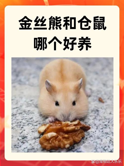 哪两种仓鼠可以一起养_养仓鼠两只一起住要注意啥？