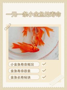 死水养长鳍金鱼能活多久_小金鱼死水缸存活多久？看水温和环境！