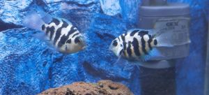 1元一只的迷你小鱼_精心照料，健康长寿