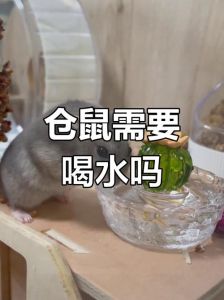 怎么让仓鼠喝水_自制仓鼠饮水器，简单又环保！
