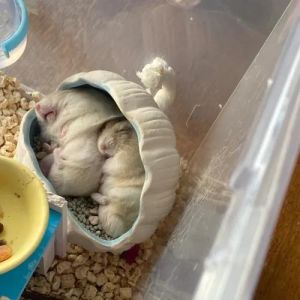 仓鼠能合笼吗_仓鼠独居好，合笼易伤命，别让善意变伤害