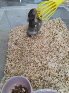 没有木屑仓鼠能活吗_干草吸尿保暖，清洁环境更关键