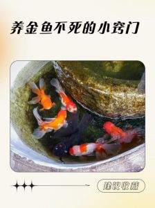 小金鱼好养活吗_新手养小金鱼，水质喂食是关键