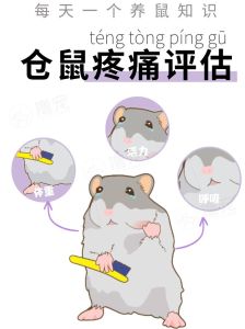 如何判断仓鼠很痛苦_异常行为与改善方法