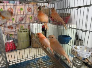 家中养什么鸟最干净_文鸟好养又干净，聪明爱互动，适合当宠物