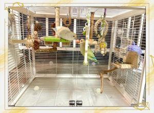 鹦鹉用什么笼子养_安全健康空间全考虑