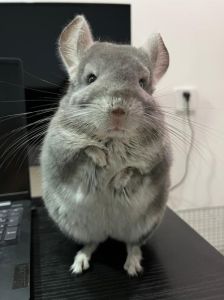 龙猫生命力顽强吗_来自安第斯，怕热不怕冷，爱草不爱肉