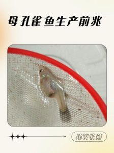 孔雀鱼喂多维的害处_喂孔雀鱼多维有风险，天然食物营养足够，过量补充有害科学喂养，避免过量