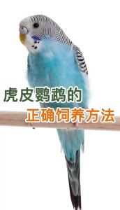 养好鹦鹉的最佳方法_空间清洁互动，健康快乐！