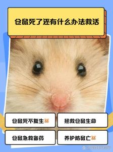 仓鼠死在家里会臭吗_仓鼠死家臭？密封丢弃消毒除味快