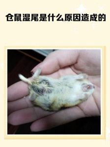 仓鼠发臭了是不是死了_仓鼠有异味？检查笼舍清洁度，及时清理垫料