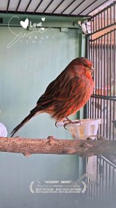 初次养鸟者选养什么鸟好_虎皮玄凤等易养品种推荐