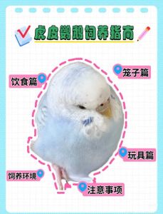 网购鹦鹉到家怎么养_饮食防暑适应及剪羽注意事项