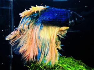 斗鱼能和小金鱼一起养吗_斗鱼金鱼性格差异大，混养易冲突，建议分开饲养