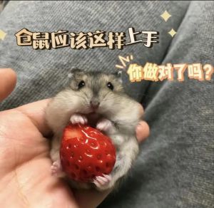 小仓鼠轻轻咬手是想干什么_小仓鼠咬手原因及应对方法