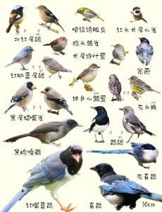 什么鸟最认主人_养鸟认主？八哥喜鹊红嘴蓝鹊斑鸠都行！