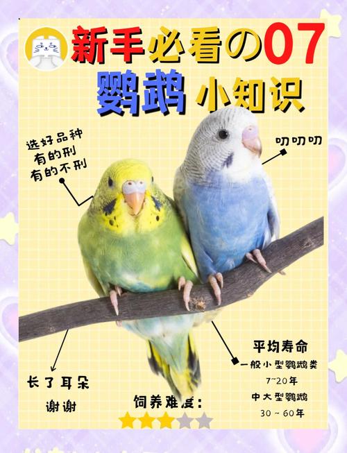 小鹦鹉该怎么样怎么养_温度喂食全攻略 小鹦鹉该怎么样怎么养_温度喂食全攻略