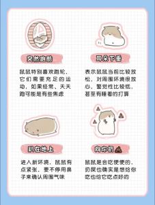 新手该如何养仓鼠_选对品种备好物，耐心陪伴是关键