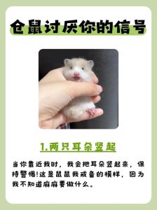 仓鼠讨厌主人的征兆_警惕！仓鼠讨厌你的迹象及如何修复关系