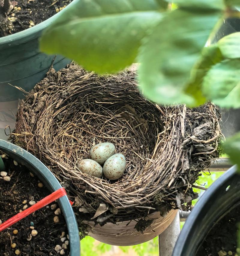 家里阳台上有鸟来筑巢_吉兆与烦恼,尊重自然和谐共处 家里阳台上有鸟来筑巢_吉兆与烦恼,尊重自然和谐共处