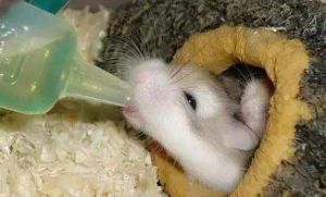 小仓鼠冷了之后的表现_小仓鼠怕冷，注意保暖防伪冬眠