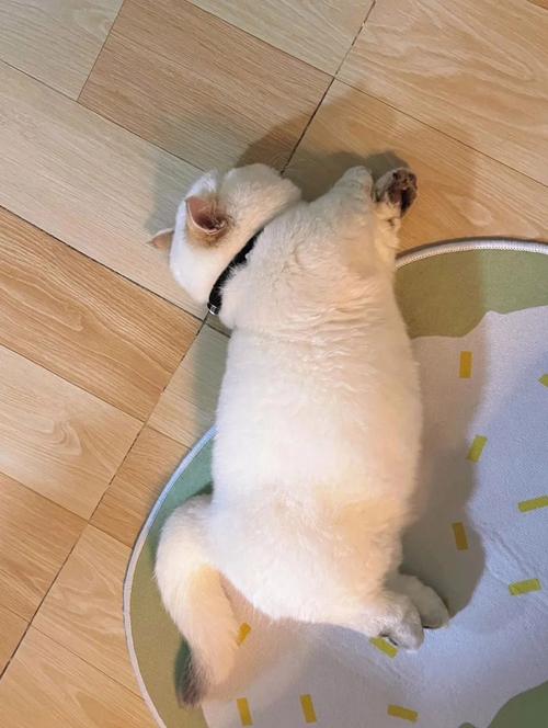 龙猫趴着不动奄奄一息_龙猫不动？胀气中暑或低血糖，速处理保命！