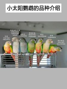 小太阳鹦鹉几个月繁殖_从性成熟到幼鸟独立